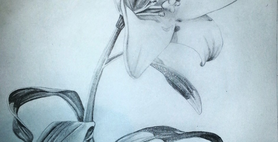 Delicate